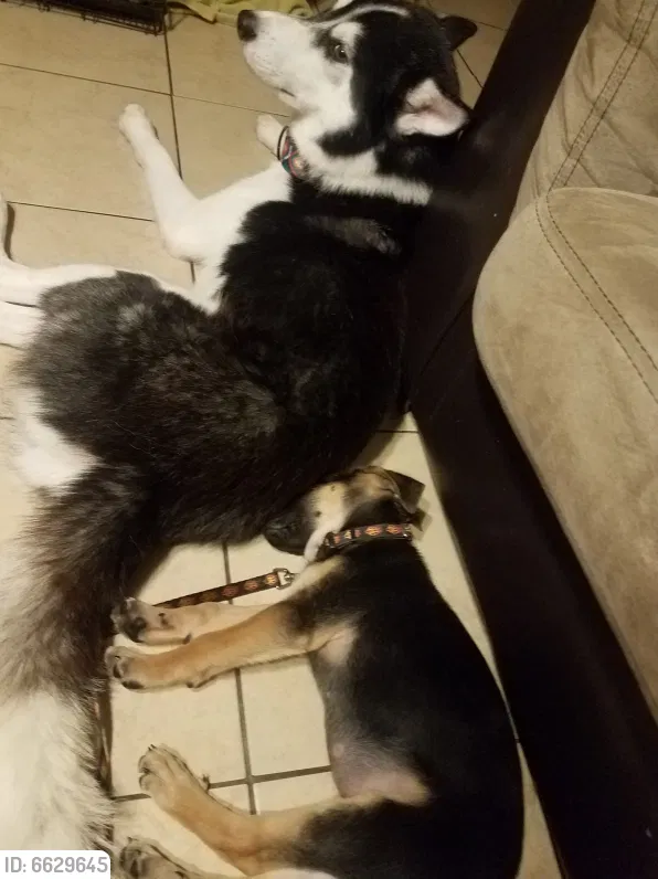 Lost dog in Fort Worth, TX, 76133