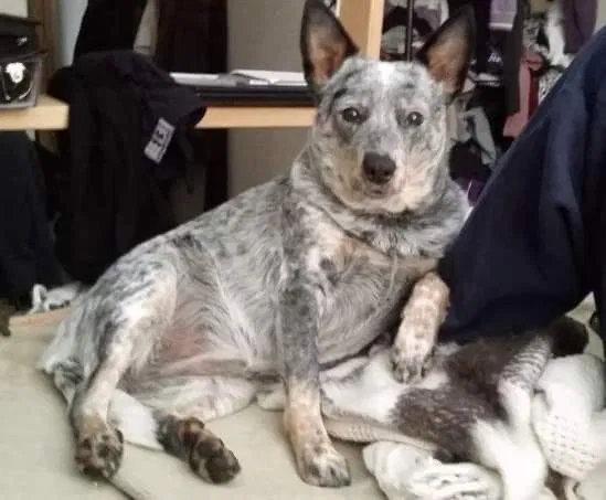 Lost dog in Missoula, MT, 59801