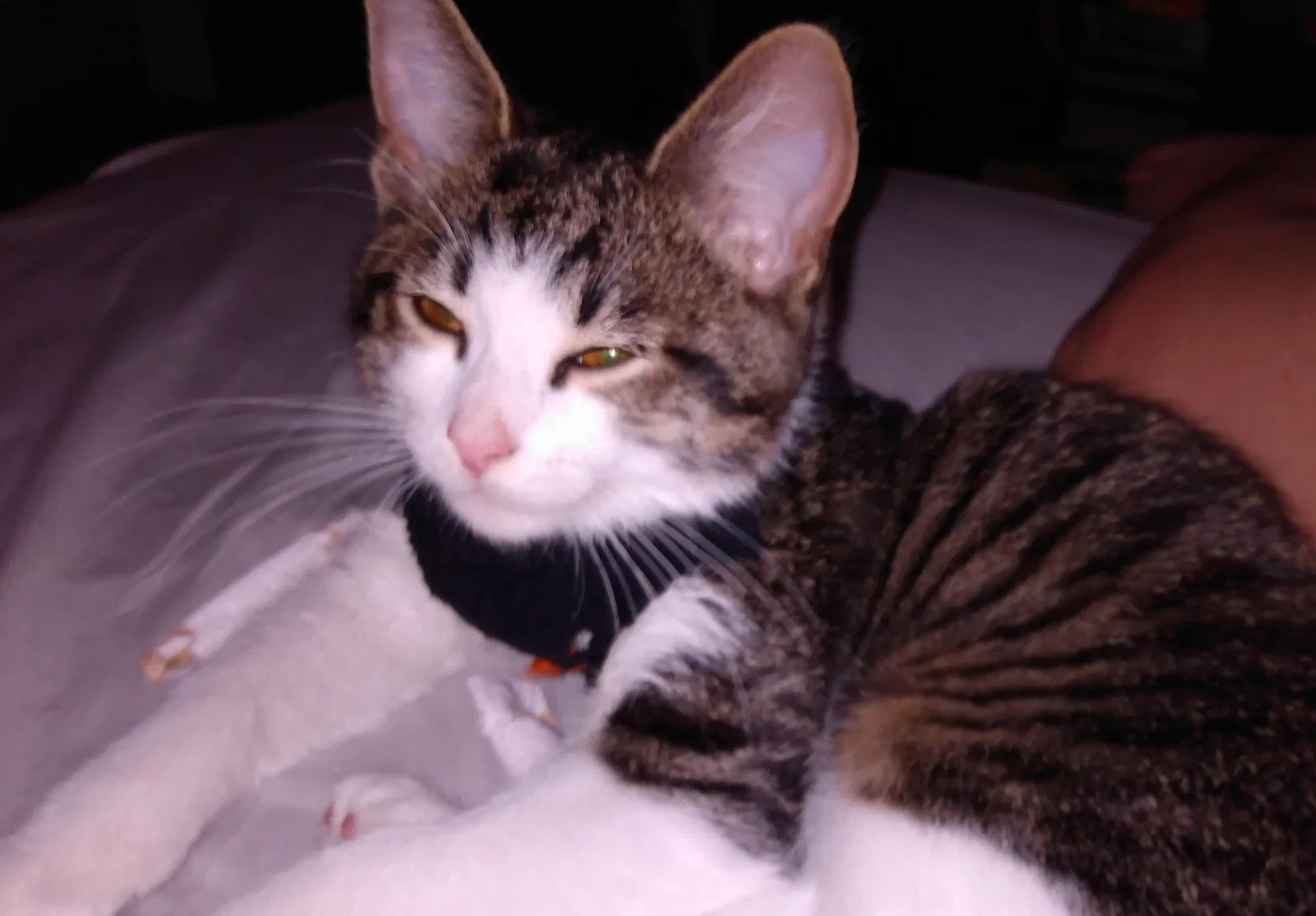 Missing Cat