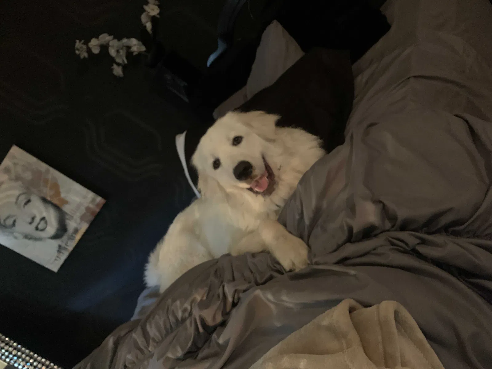 Missing Dog