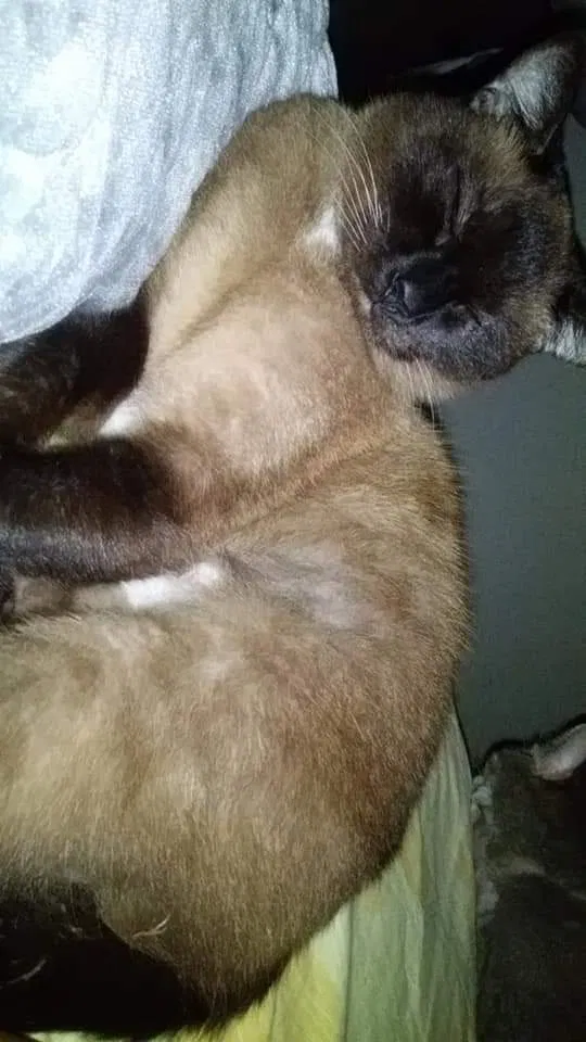 Lost cat in Duluth, GA, 30096