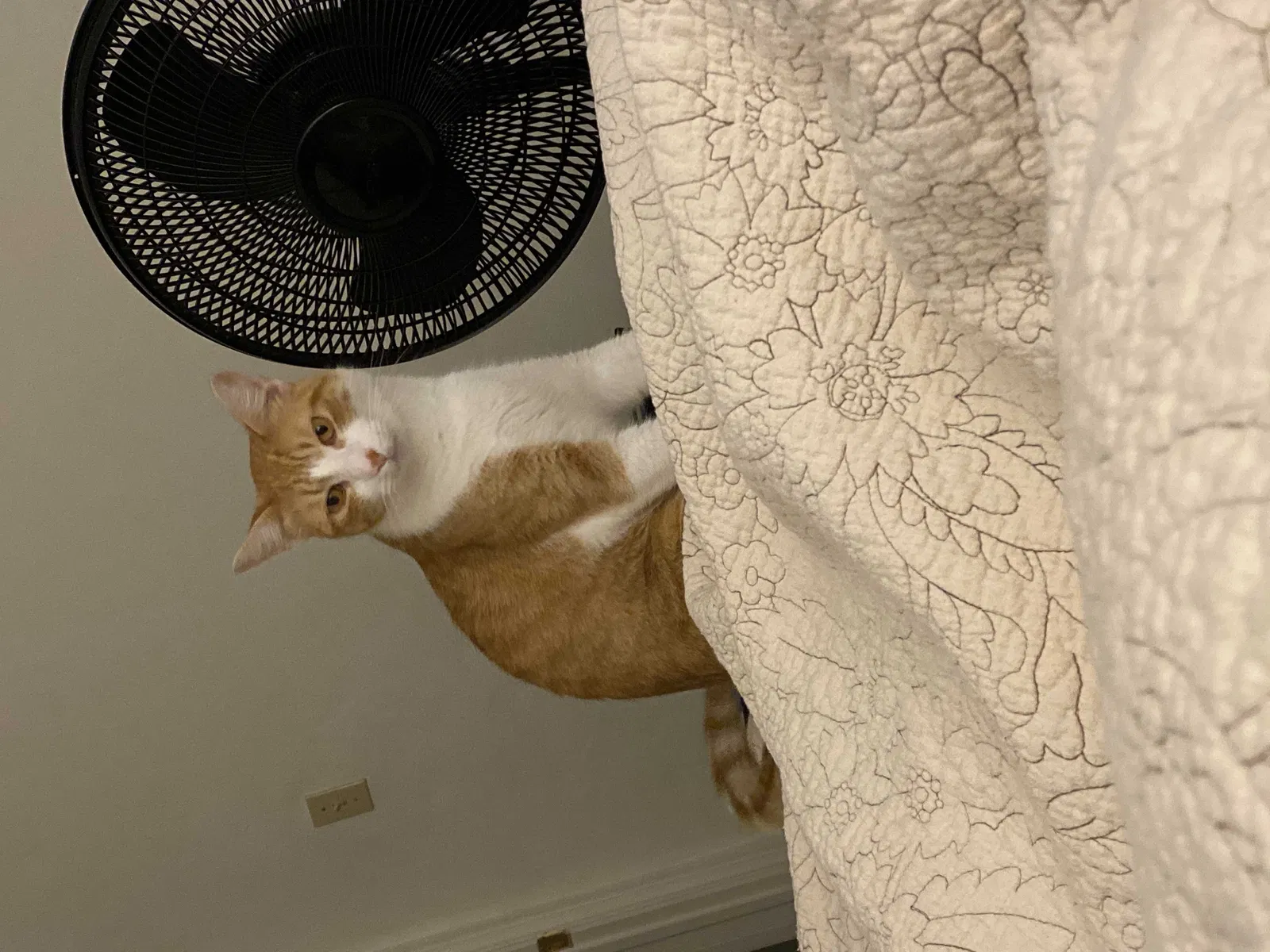 Lost cat in San Antonio, TX, 78232