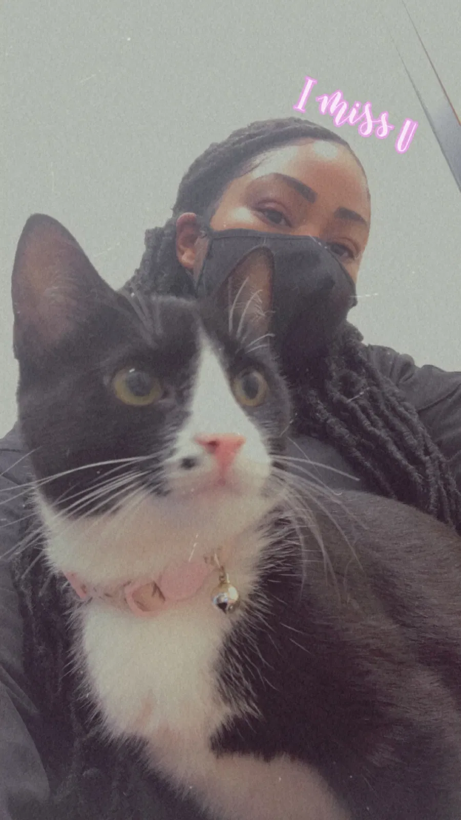 Lost cat in Charlotte, NC, 28210