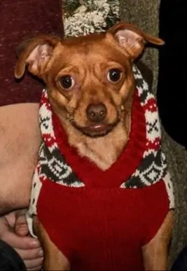 Lost dog in Winchester, CA, 92596