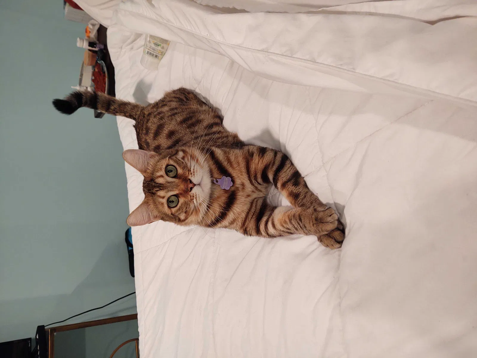 Lost cat in Chandler, AZ, 85224