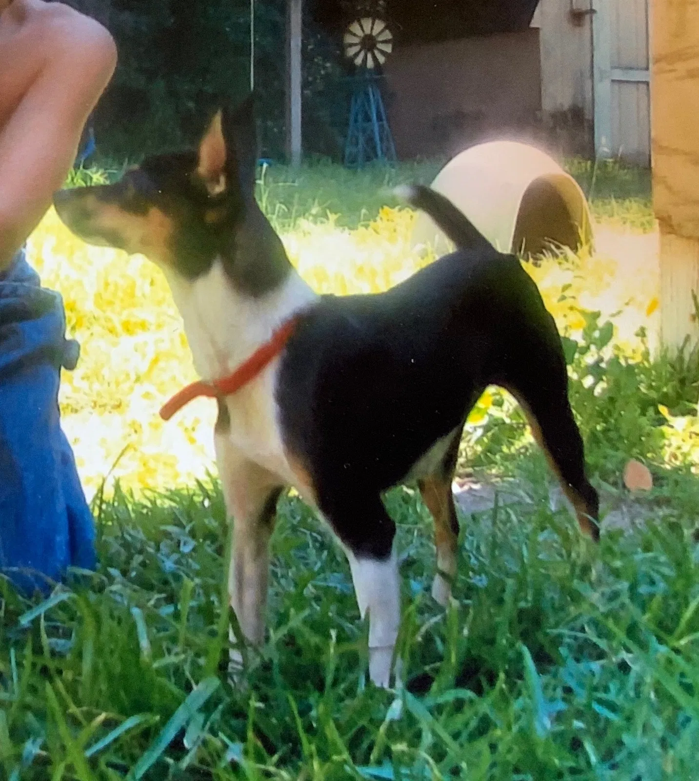 Lost dog in Lafayette, LA, 70506