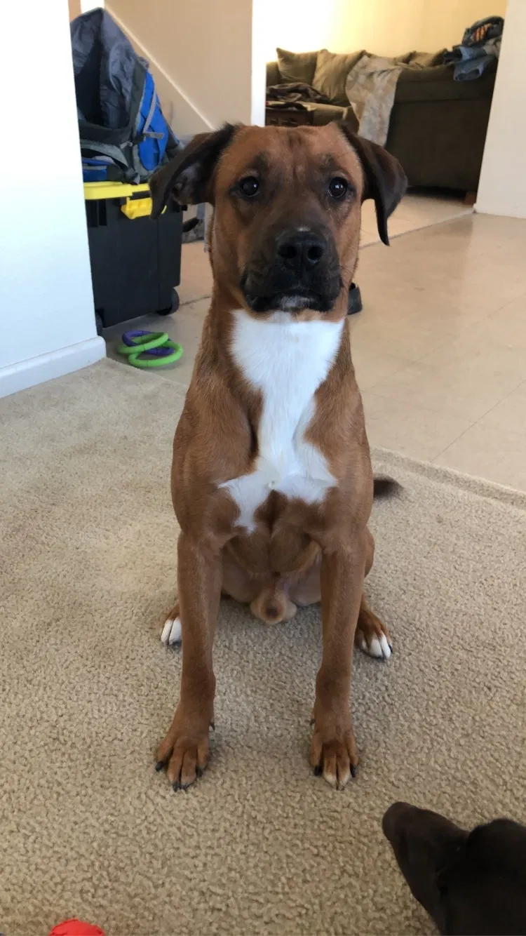 Lost dog in Corpus Christi, TX, 78414