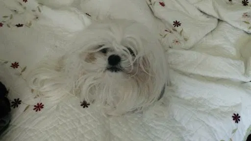 Lost dog in Maryville, TN, 37804