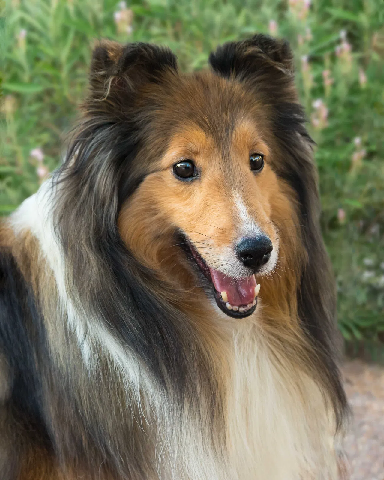 Lost dog in Tucson, AZ, 85739