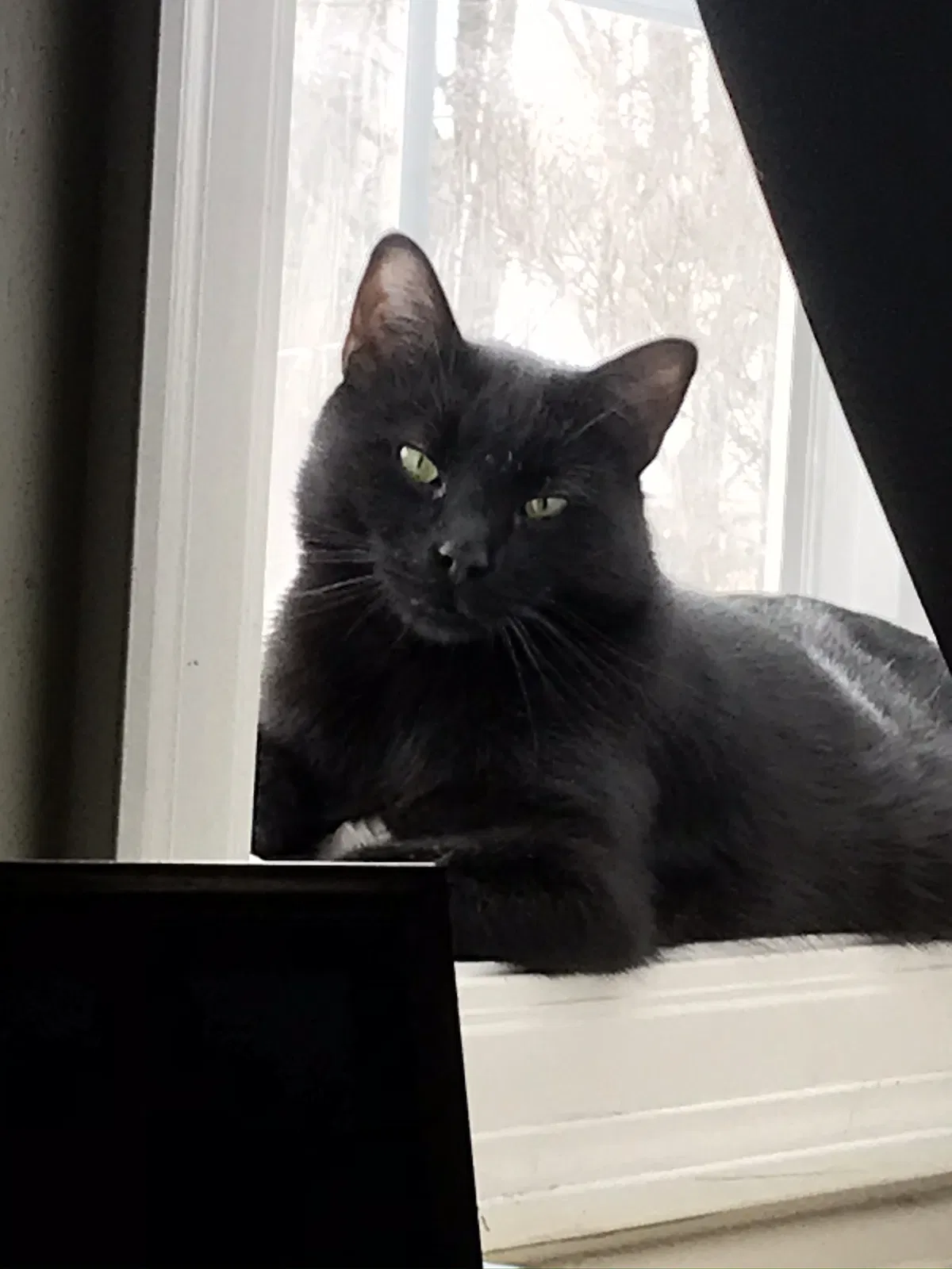 Lost cat in Danbury, CT, 6811