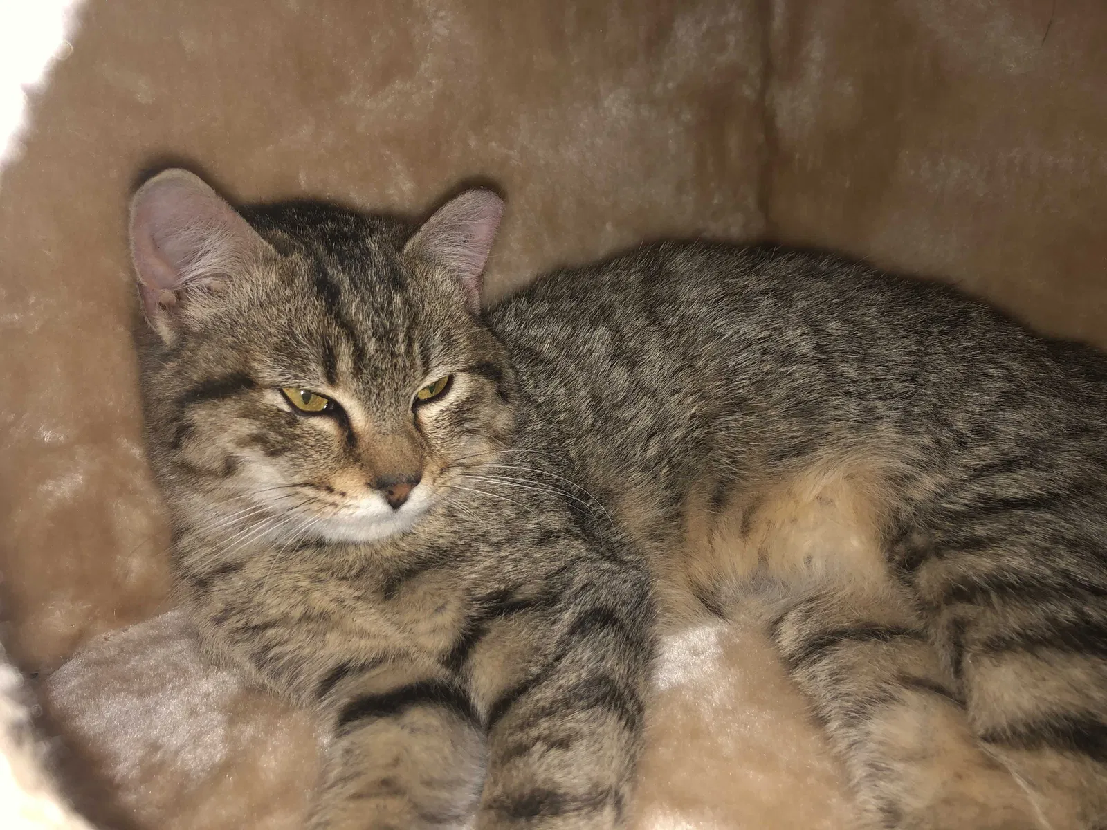 Lost cat in Cedar Grove, NJ, 7009