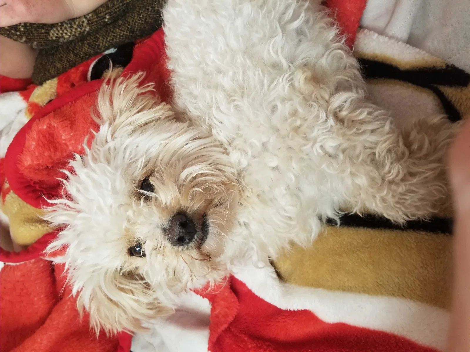 Lost dog in Tucson, AZ, 85757