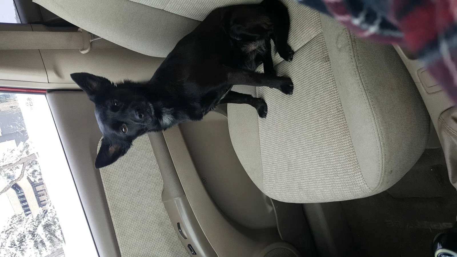 Lost dog in Fort Collins, CO, 80524
