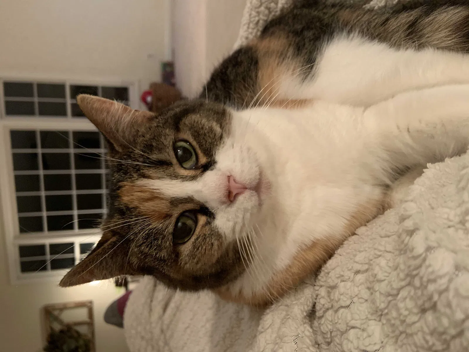 Lost cat in Brecksville, OH, 44141