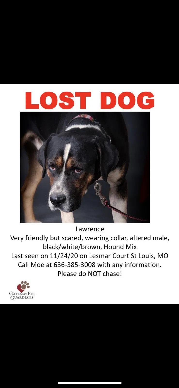 Lost dog in Saint Louis, MO, 63114