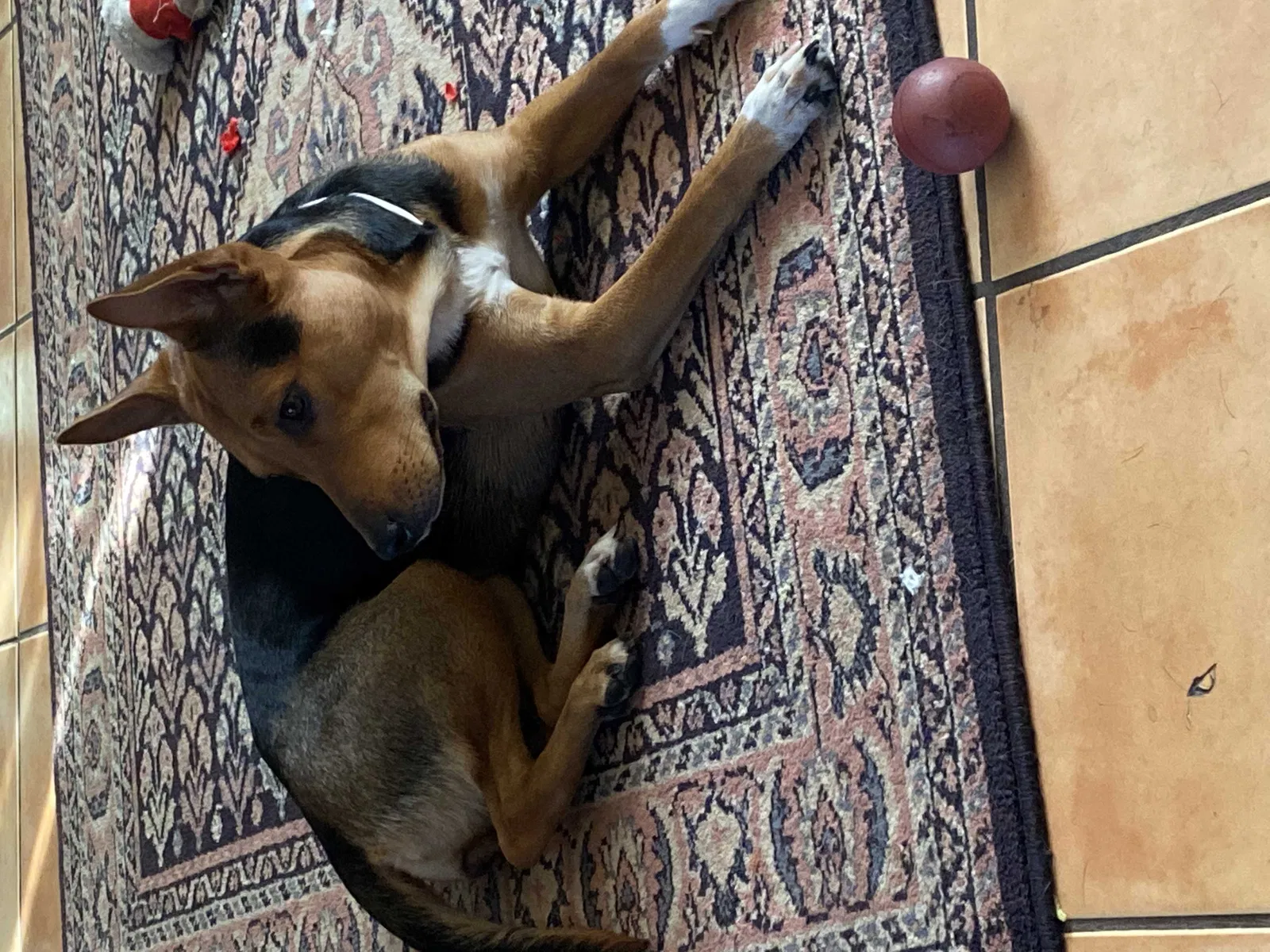 Lost dog in Phoenix, AZ, 85031