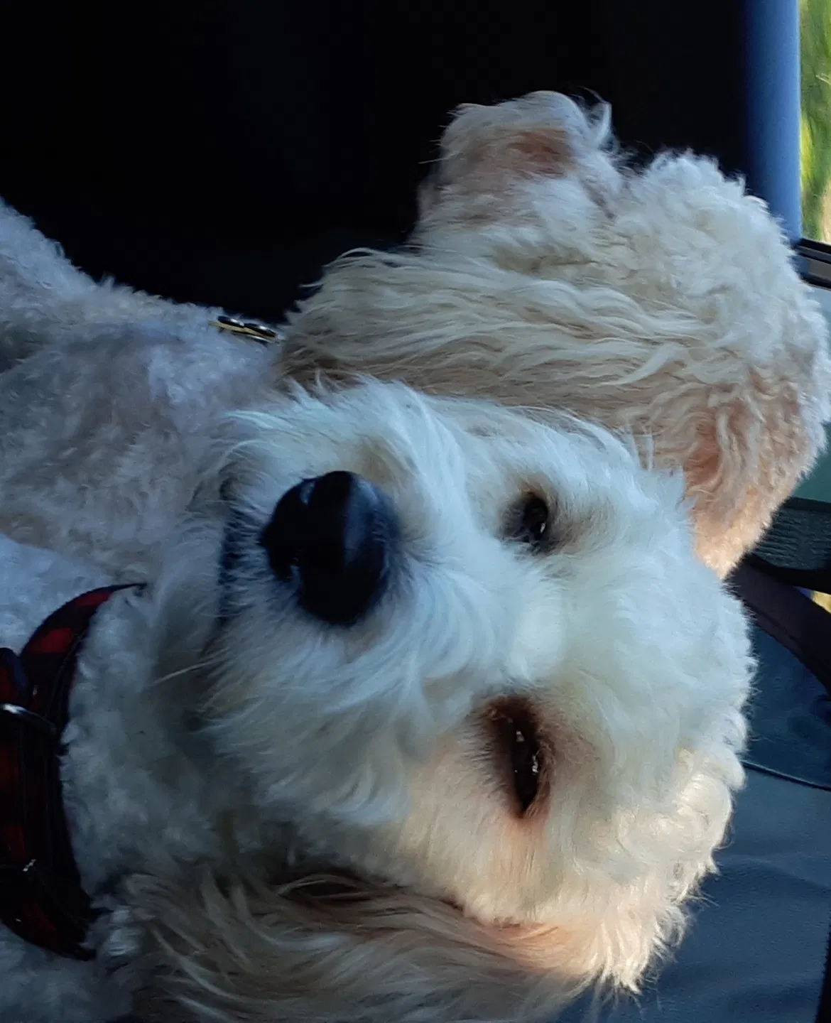 Lost dog in Easley, SC, 29642