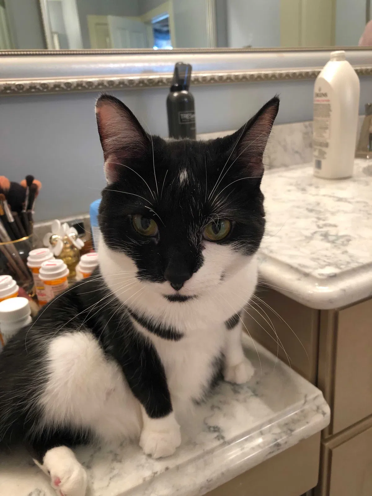 Lost cat in Fort Wayne, IN, 46814