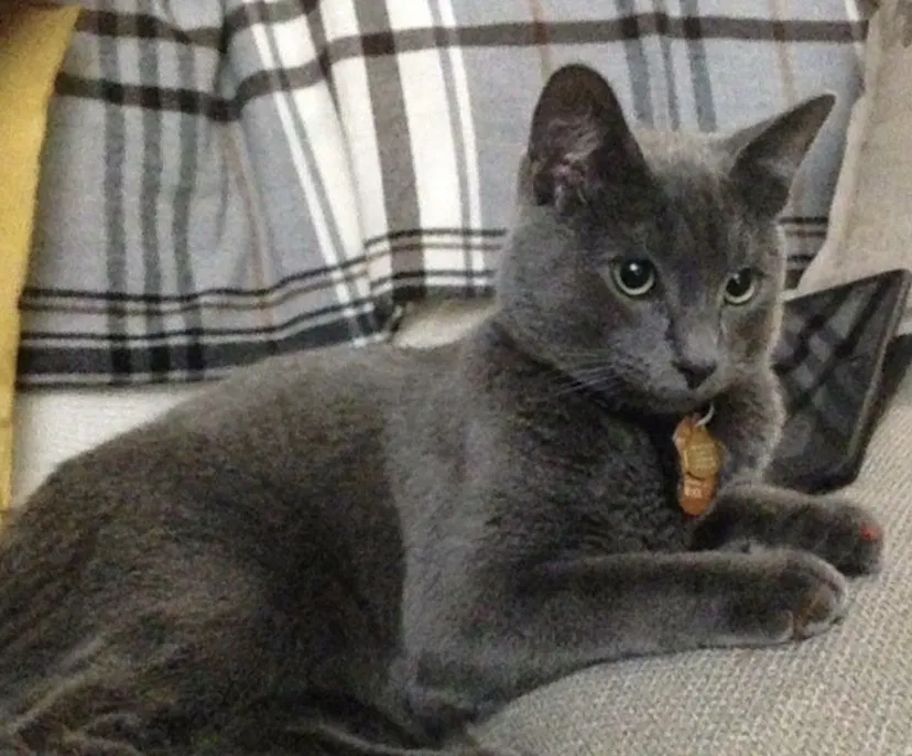 Lost cat in Kenmore, WA, 98028