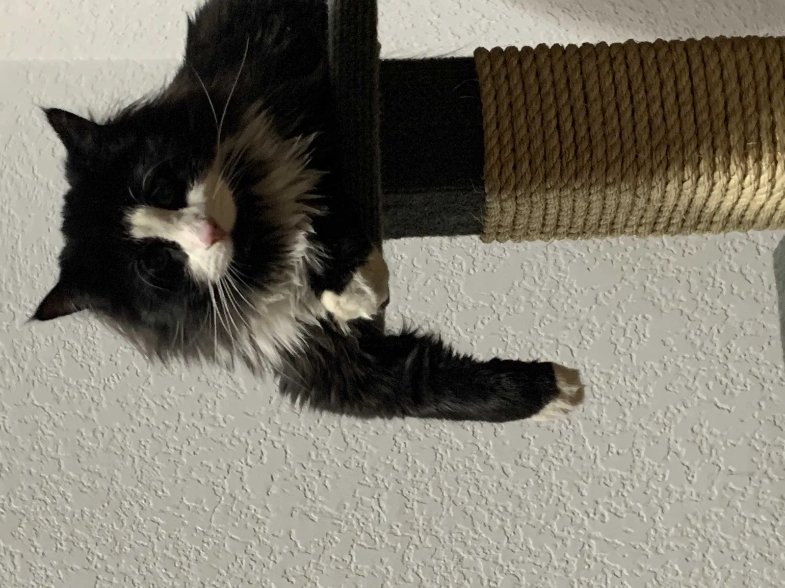 Lost cat in Thornton, CO, 80241