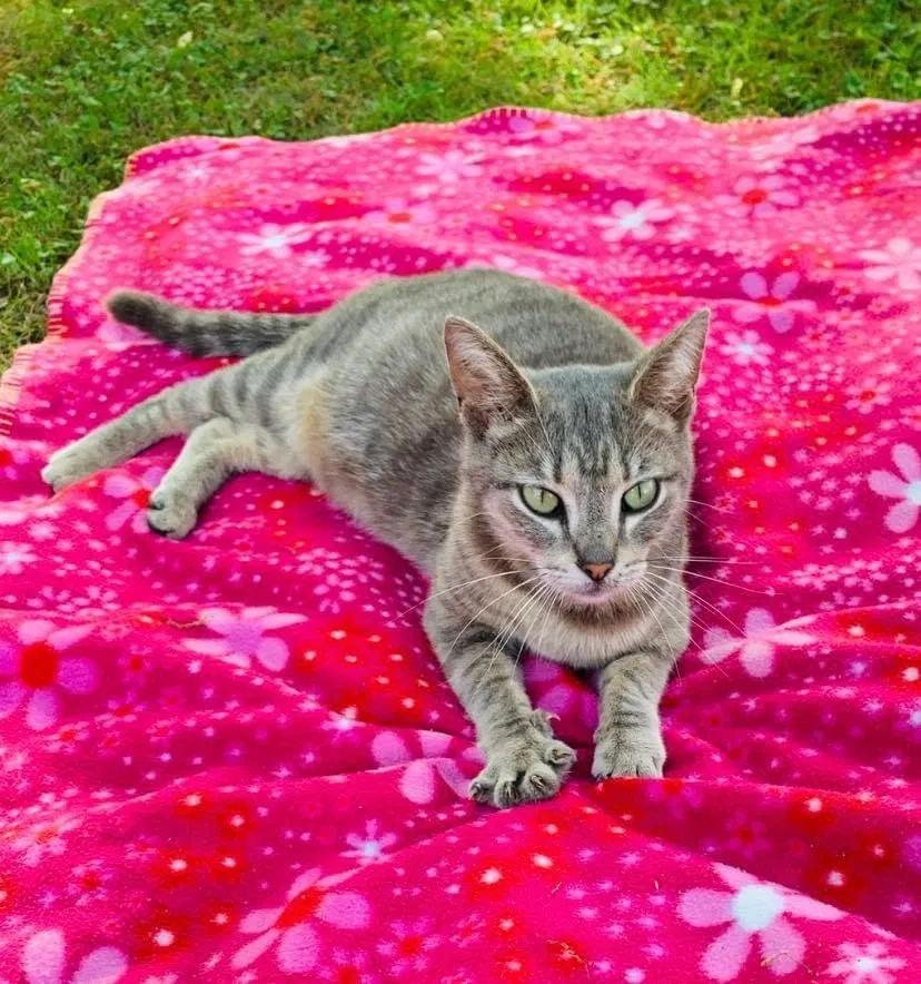 Lost cat in Birmingham, AL, 35215