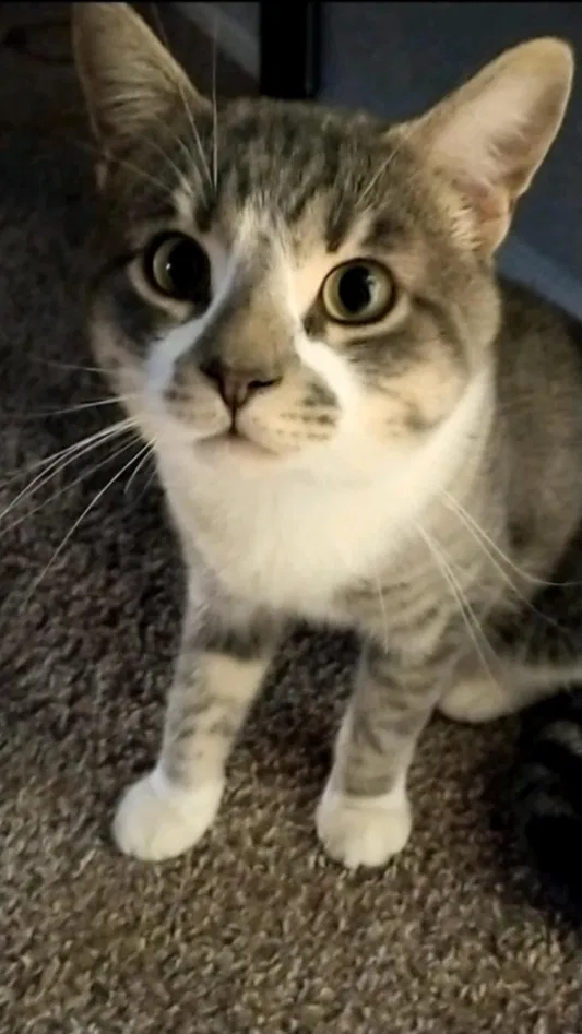 Lost cat in Mesa, AZ, 85201