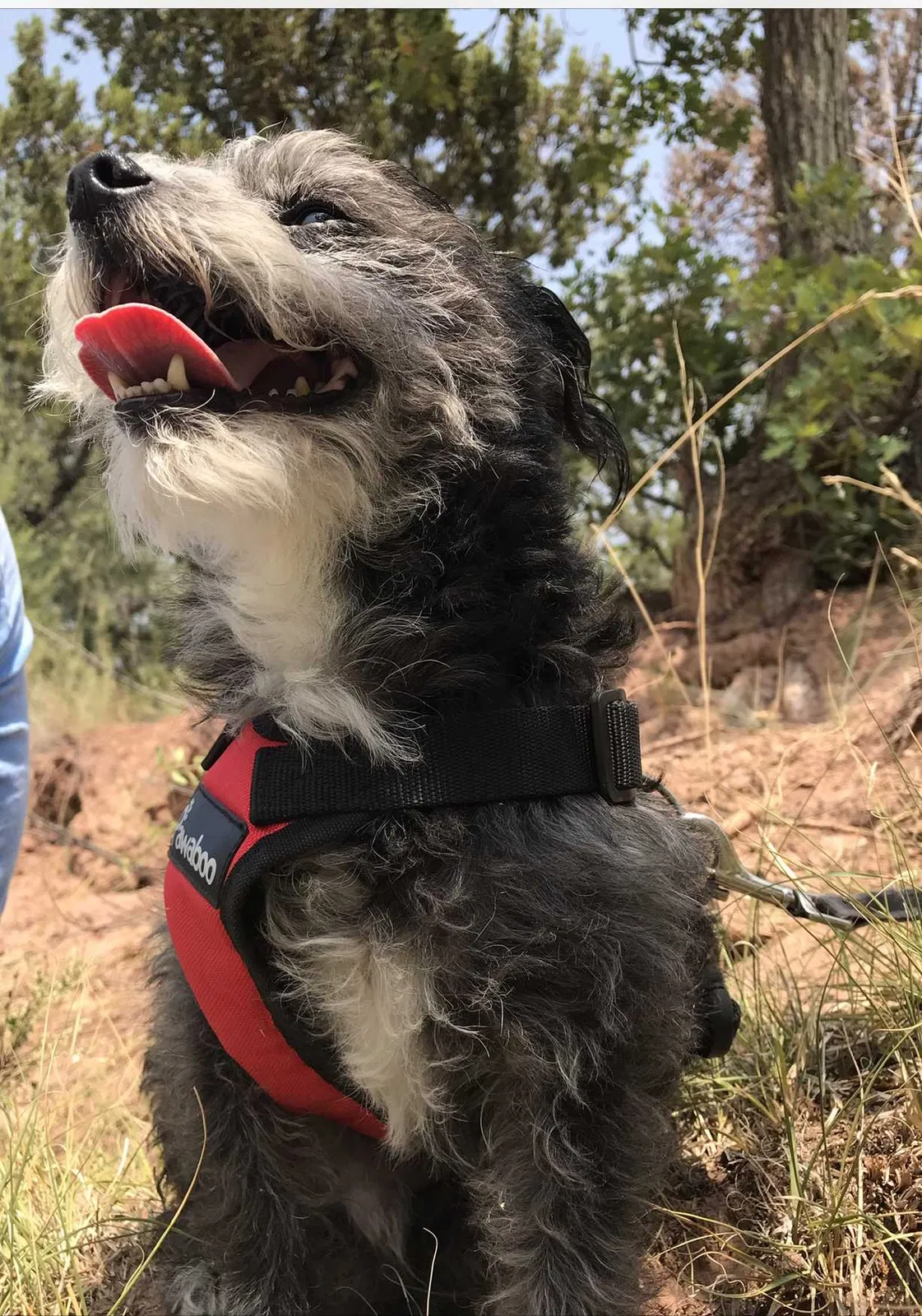 Lost dog in Albuquerque, NM, 87114