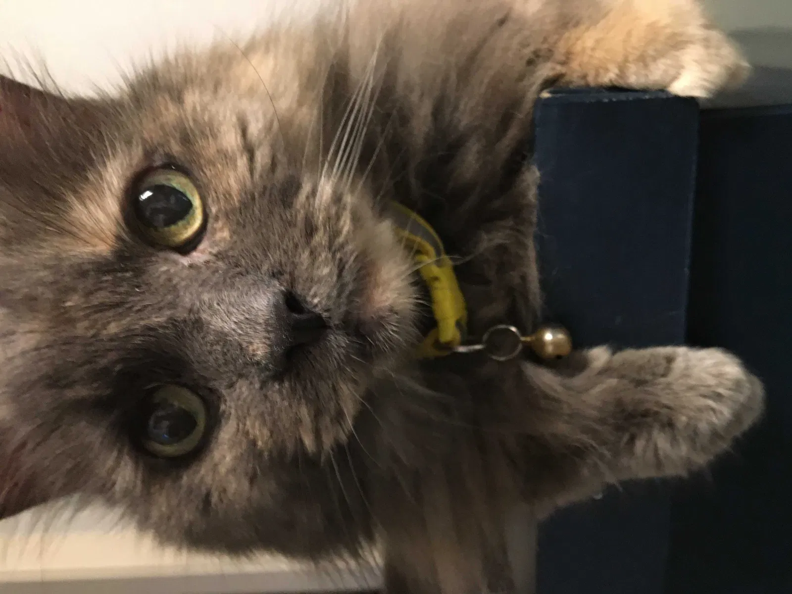 Lost cat in Austin, TX, 78731