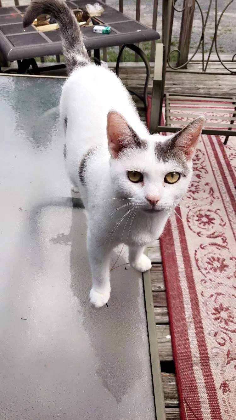 Lost cat in Salisbury, MD, 21804