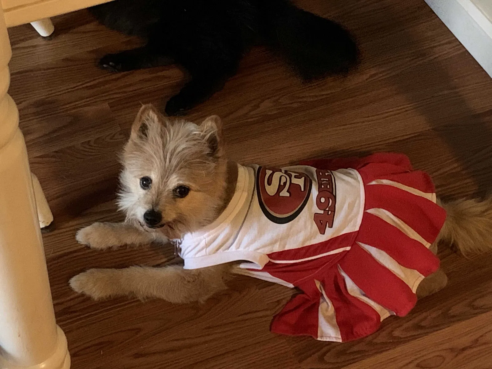 Lost dog in Sacramento, CA, 95842