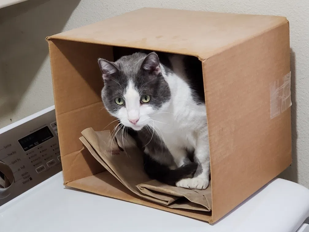 Lost cat in Nipomo, CA, 93444