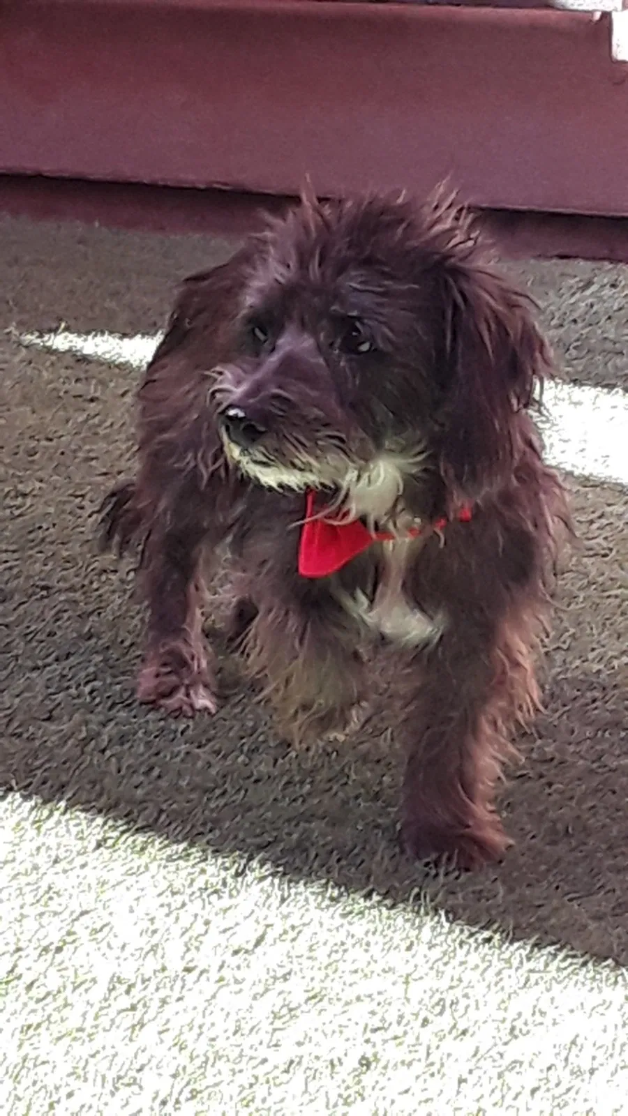 Lost dog in Denver, CO, 80220