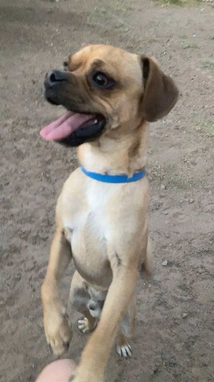 Lost dog in Las Cruces, NM, 88005