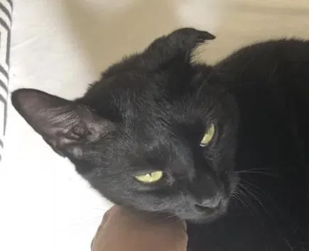 Lost cat in Kissimmee, FL, 34746