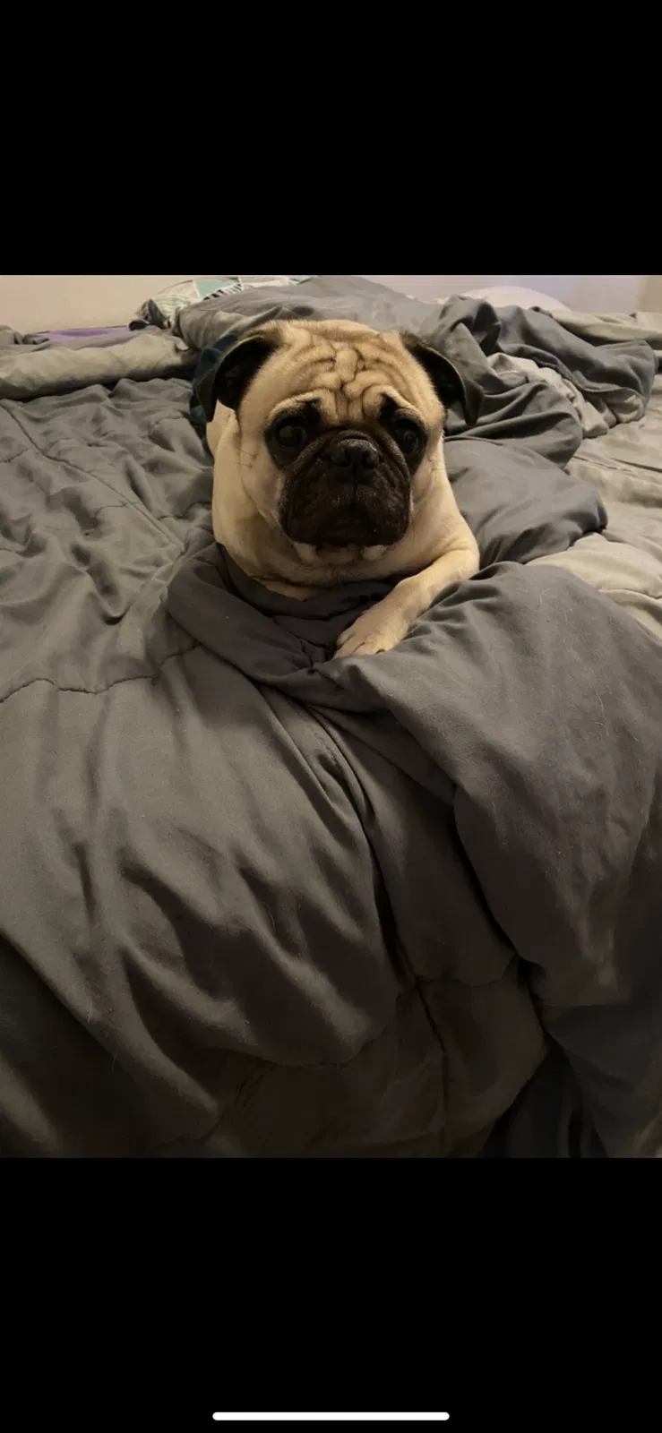 Lost dog in Las Cruces, NM, 88001