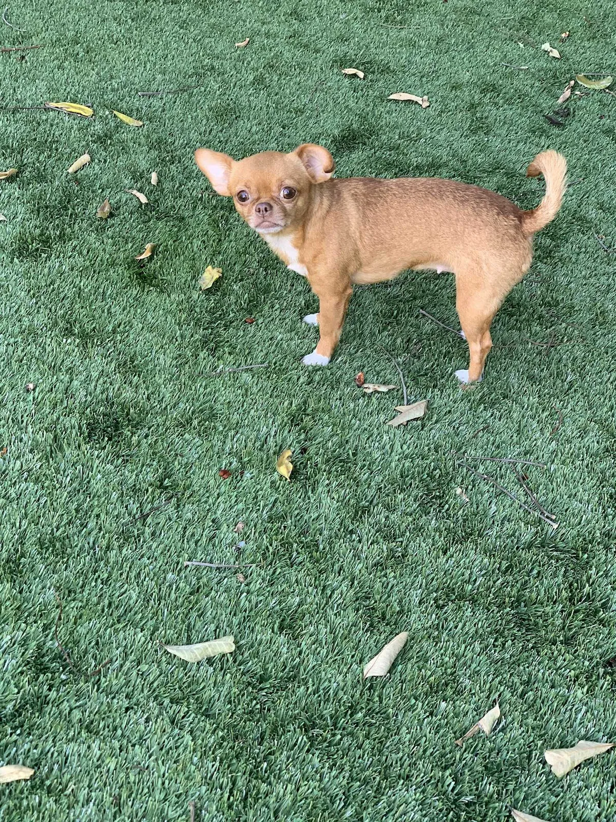 Lost dog in Baker, CA, 92309