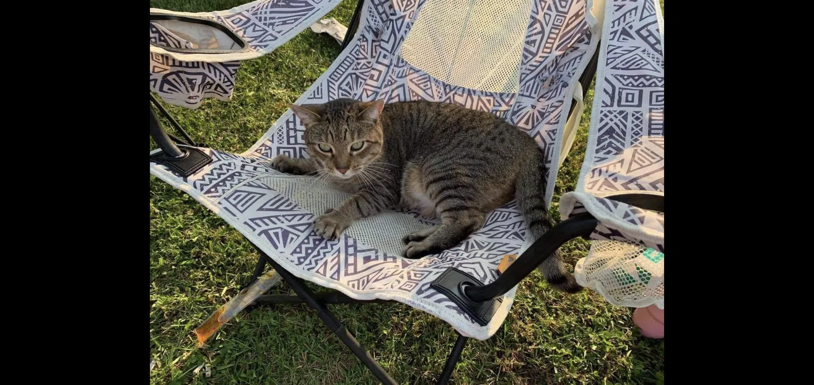 Lost cat in Paris, KY, 40361