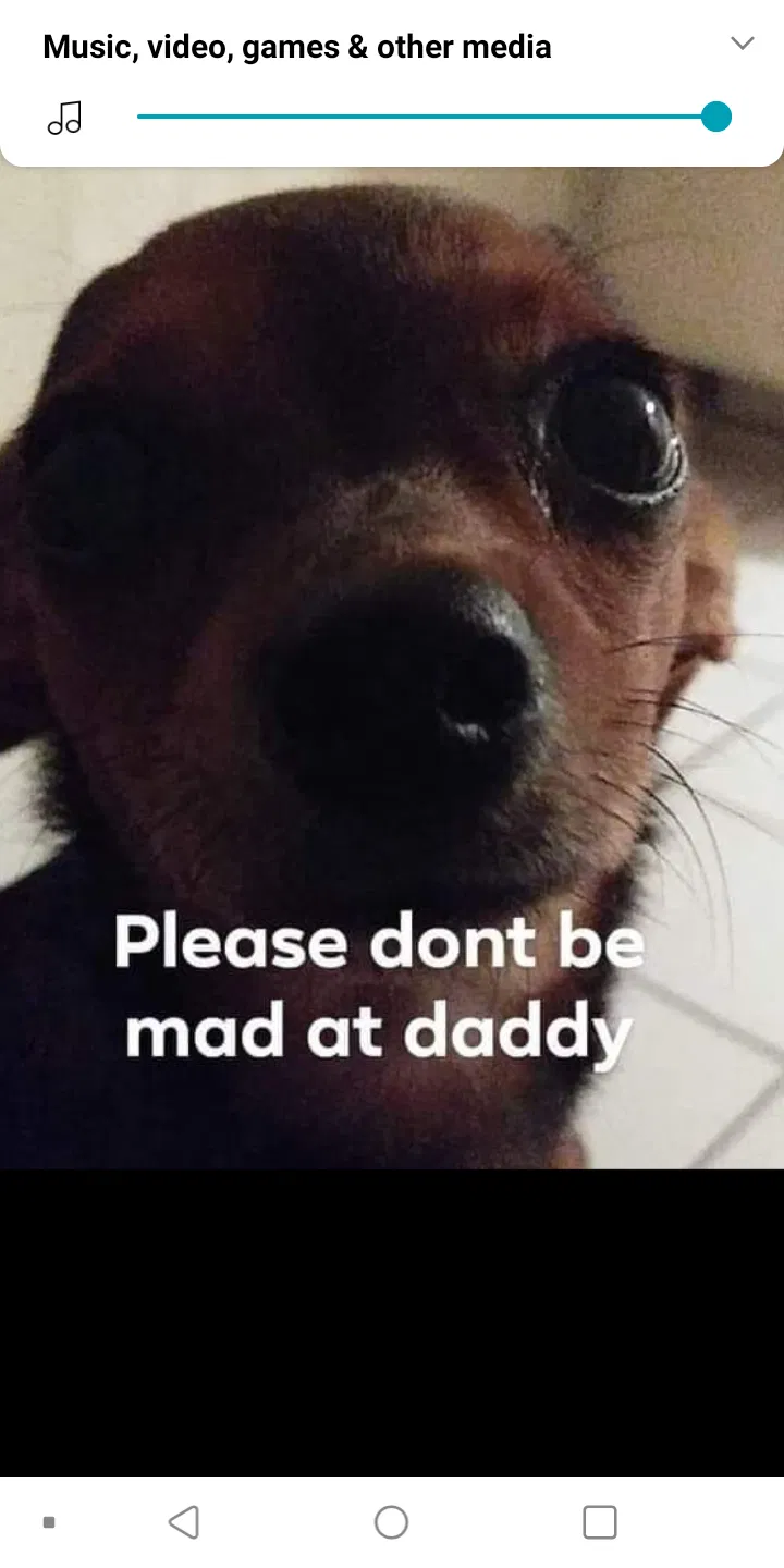 Lost dog in Holiday, FL, 34691