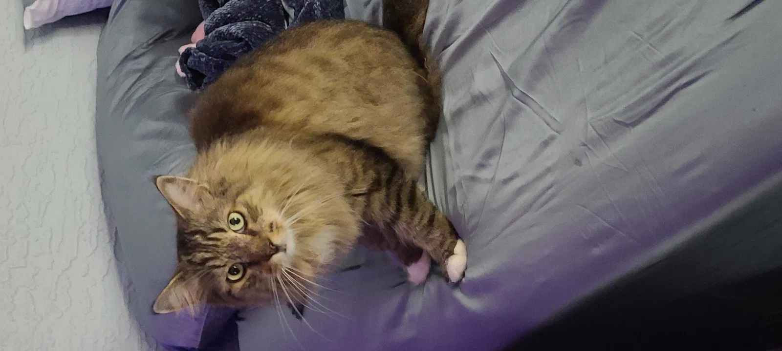 Lost cat in Titusville, FL, 32780