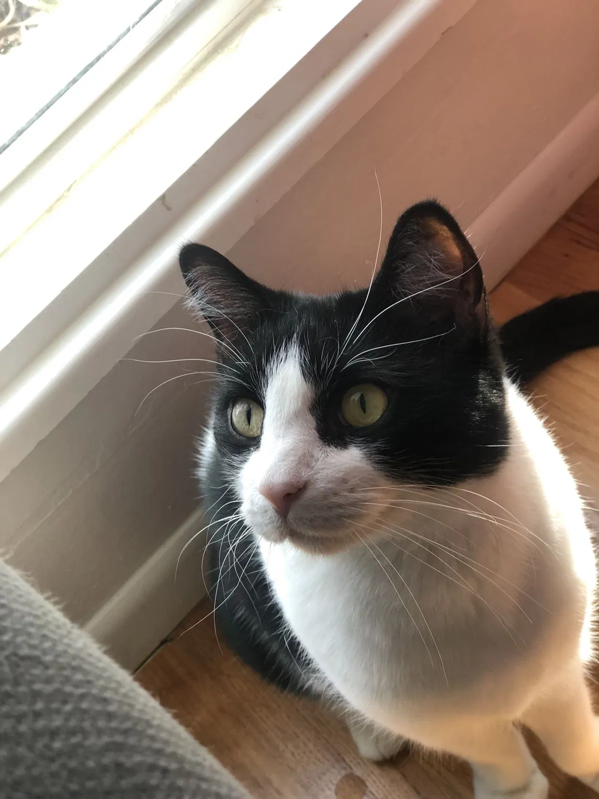 Lost cat in Denver, CO, 80231