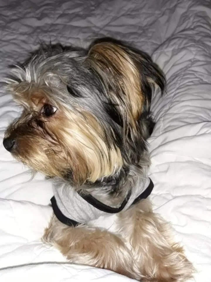 Lost dog in Bessemer, AL, 35020