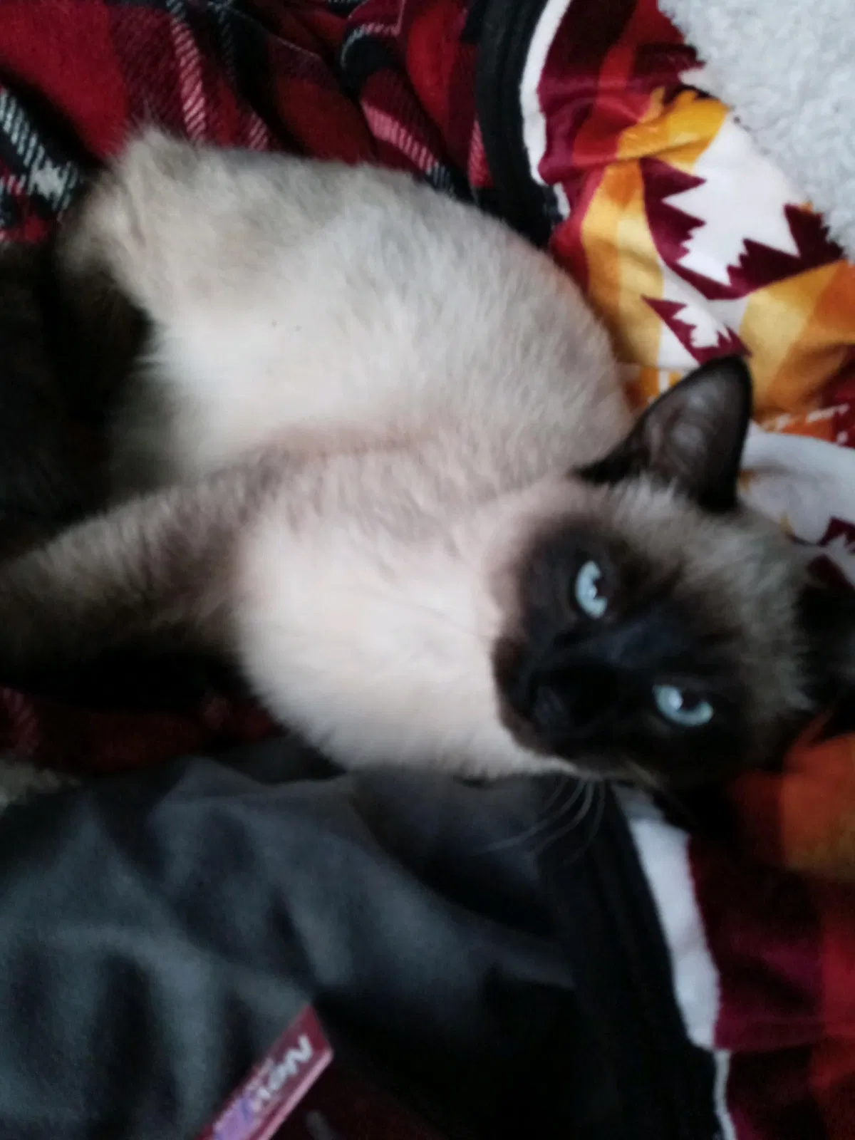 Lost cat in Federal Way, WA, 98023