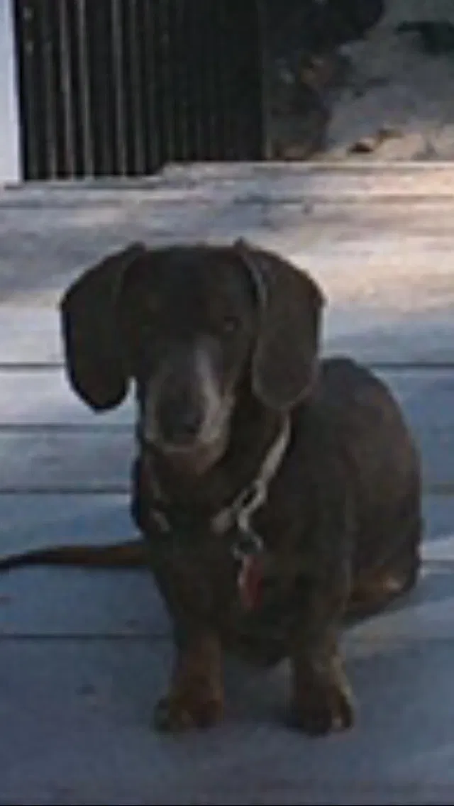 Lost dog in Winona, TX, 75792