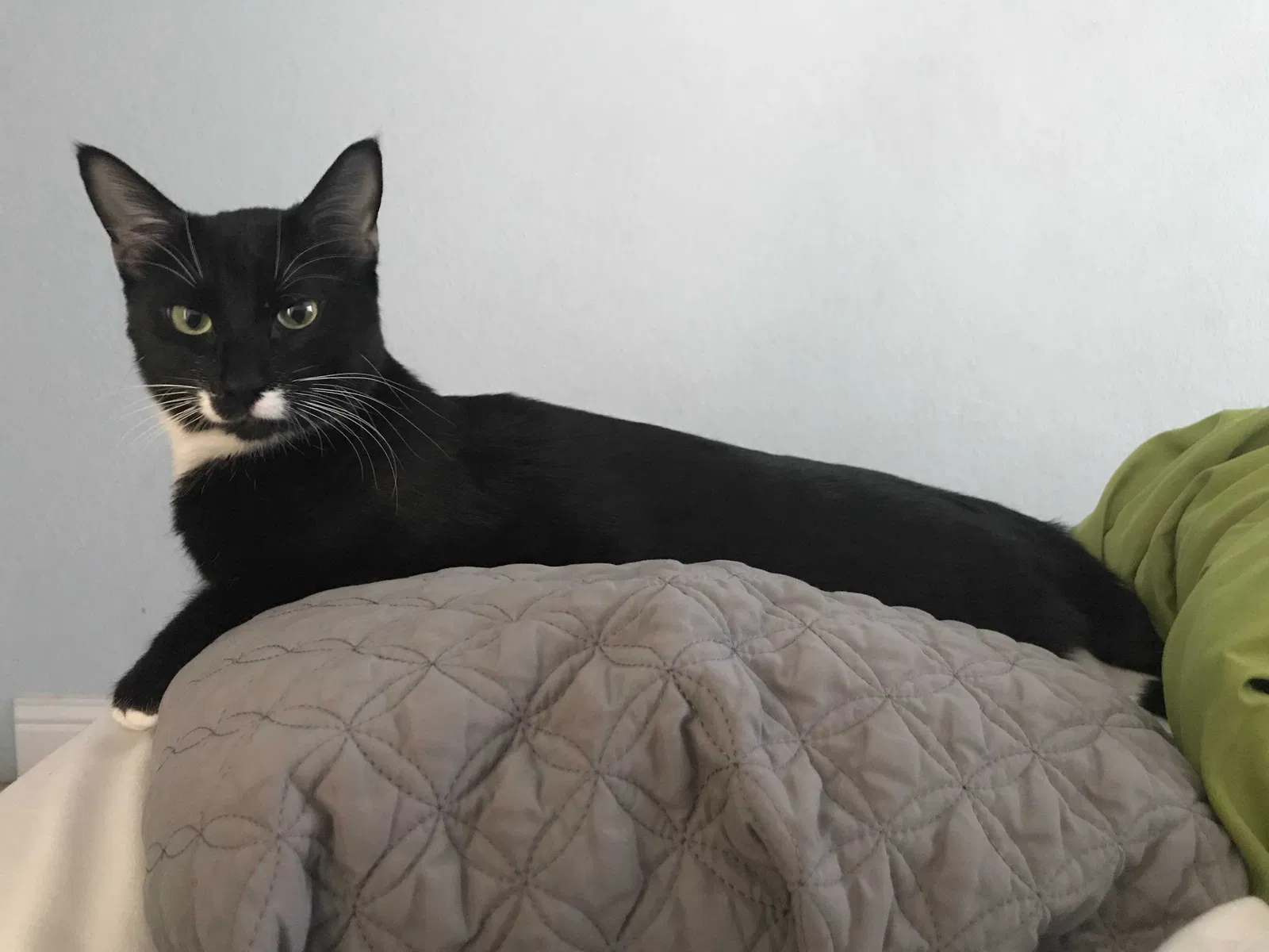 Lost cat in Brentwood, CA, 94513