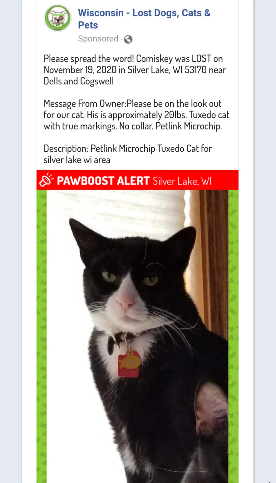 Lost cat in Silver Lake, WI, 53170
