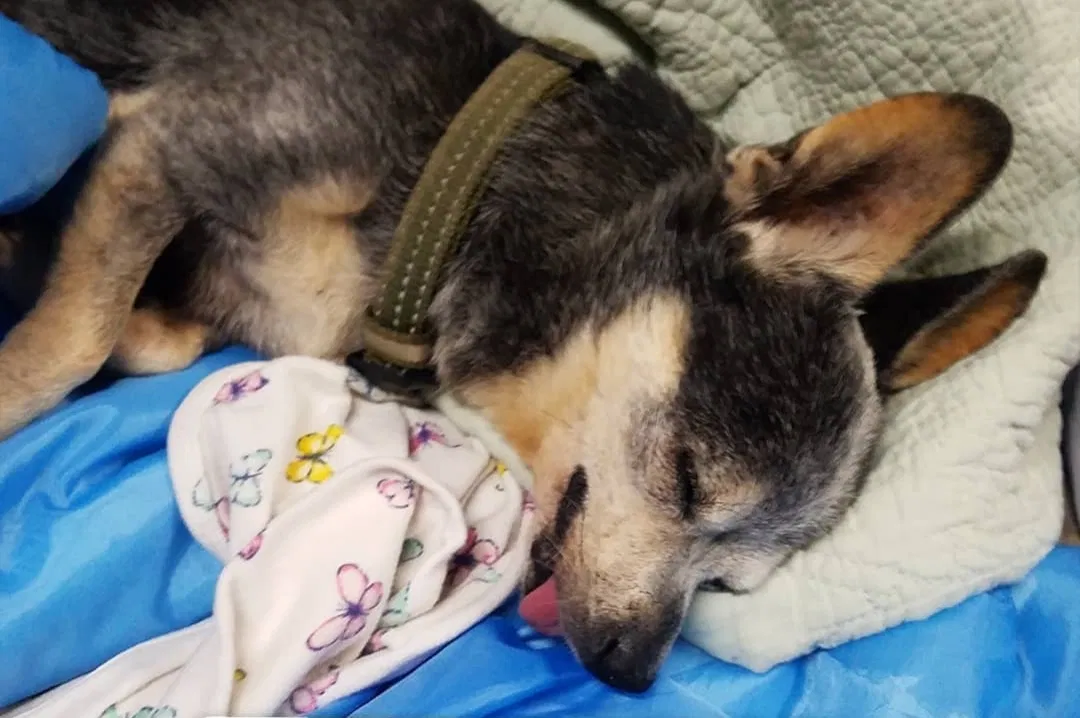 Lost dog in Riverside, CA, 92509