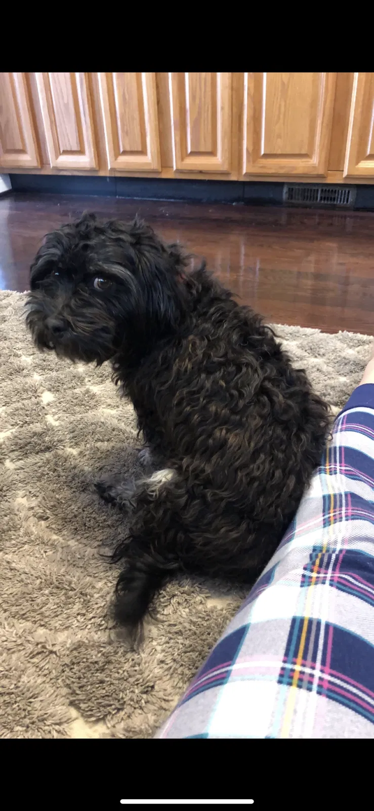 Lost dog in Dexter, MI, 48130