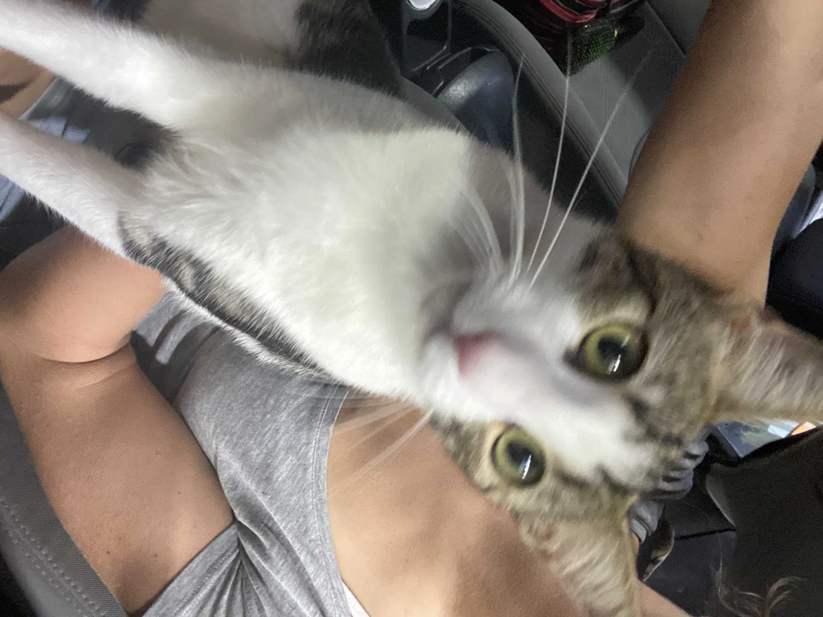 Lost cat in Fort Pierce, FL, 34950
