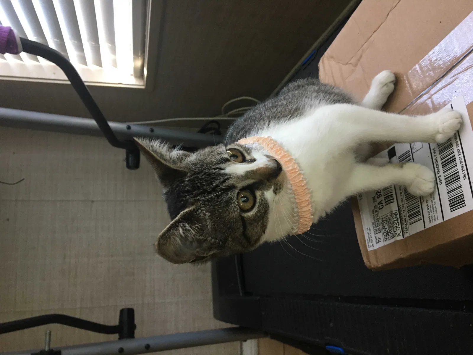 Lost cat in San Diego, CA, 92110
