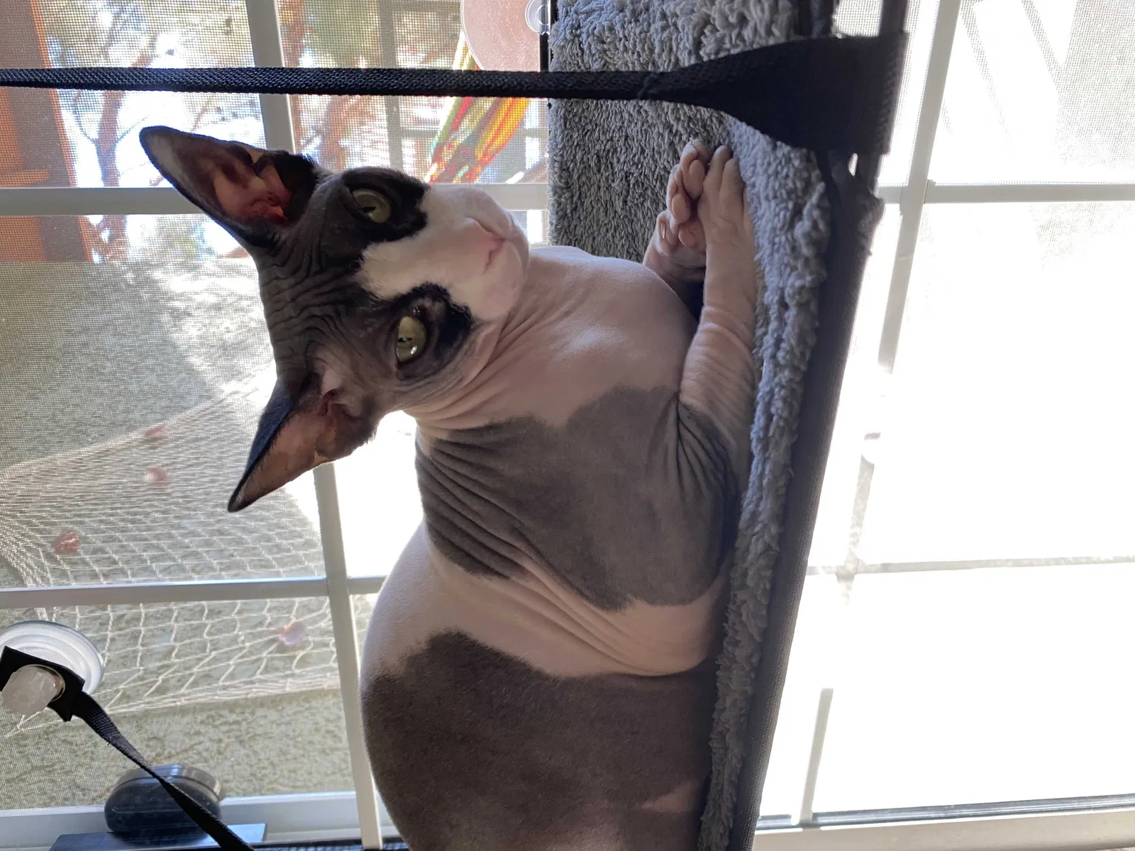 Lost cat in Henderson, NV, 89074
